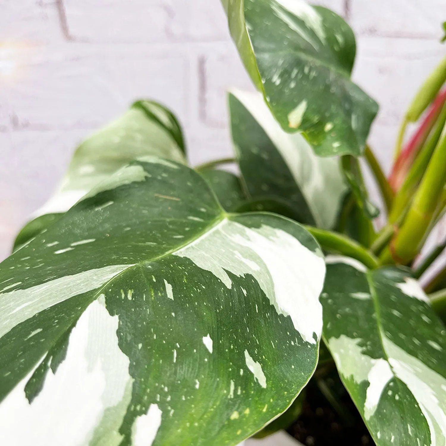 40 - 50cm Philodendron  White Princess 17cm Pot House Plant