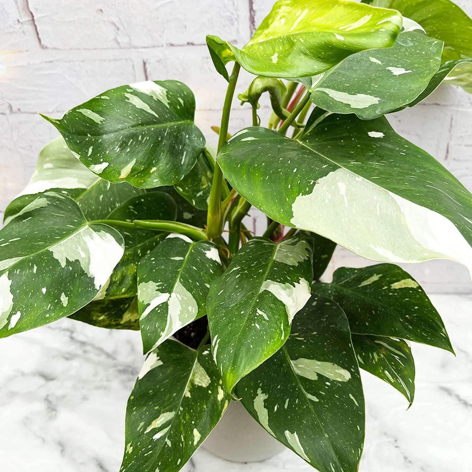 40 - 50cm Philodendron  White Princess 17cm Pot House Plant