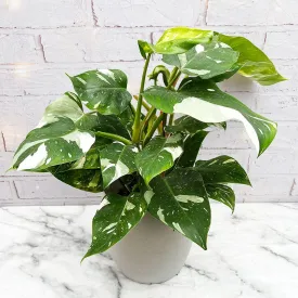 40 - 50cm Philodendron  White Princess 17cm Pot House Plant