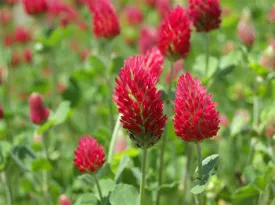 5lb. Crimson Clover Seed