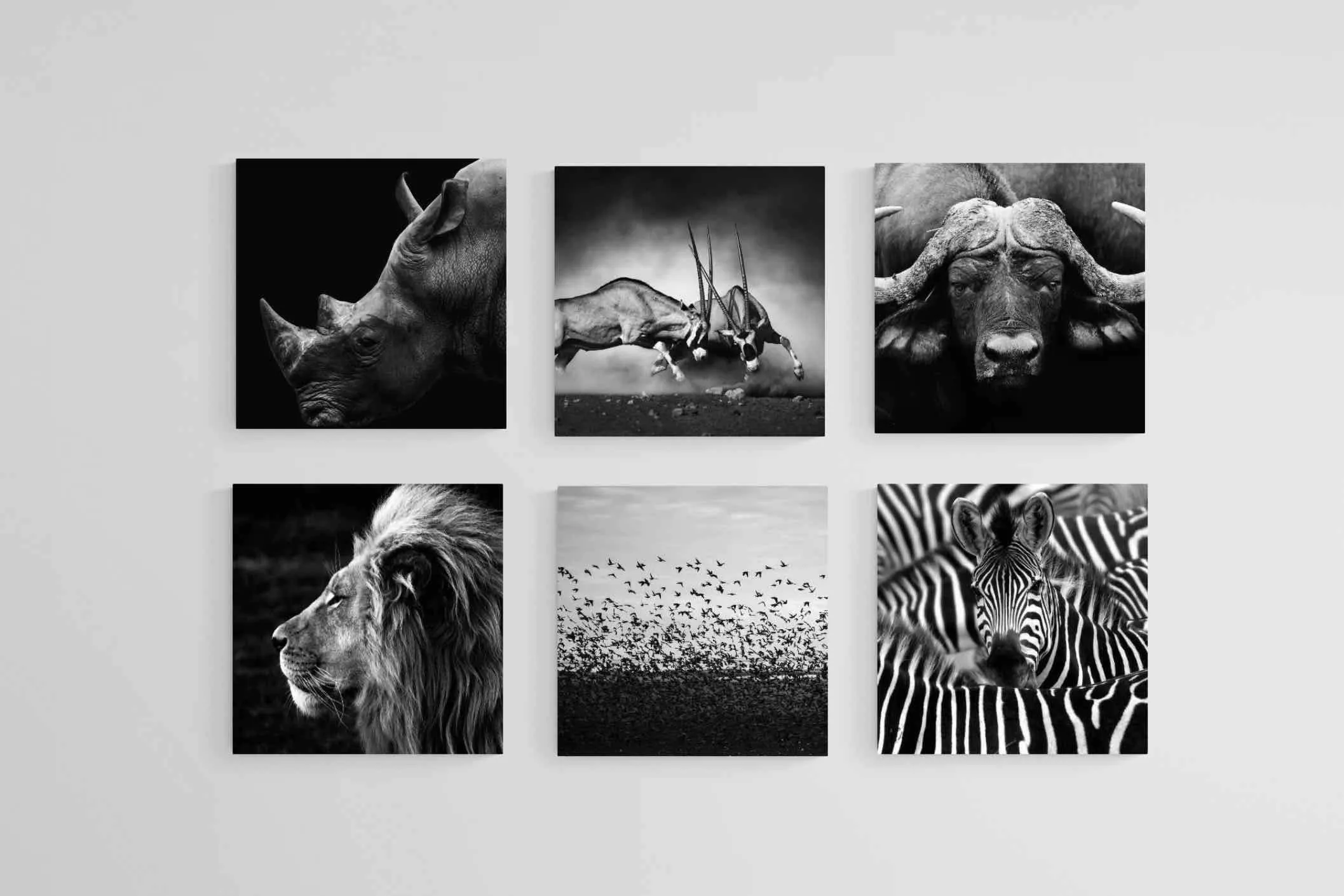 African Animals Set