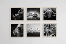 African Animals Set