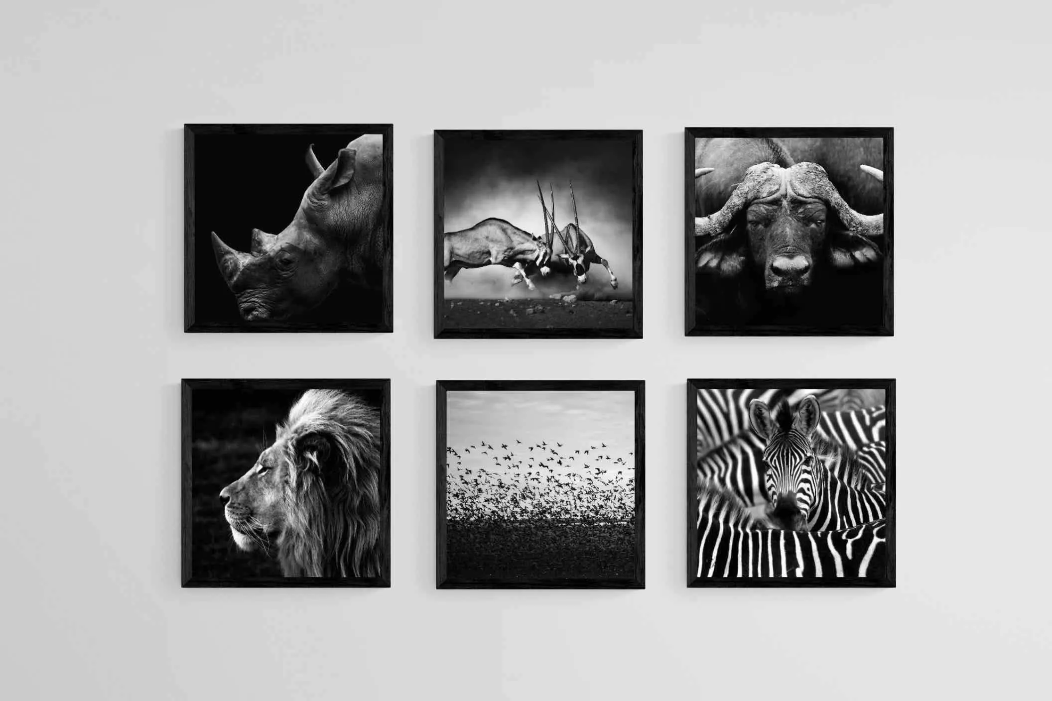 African Animals Set