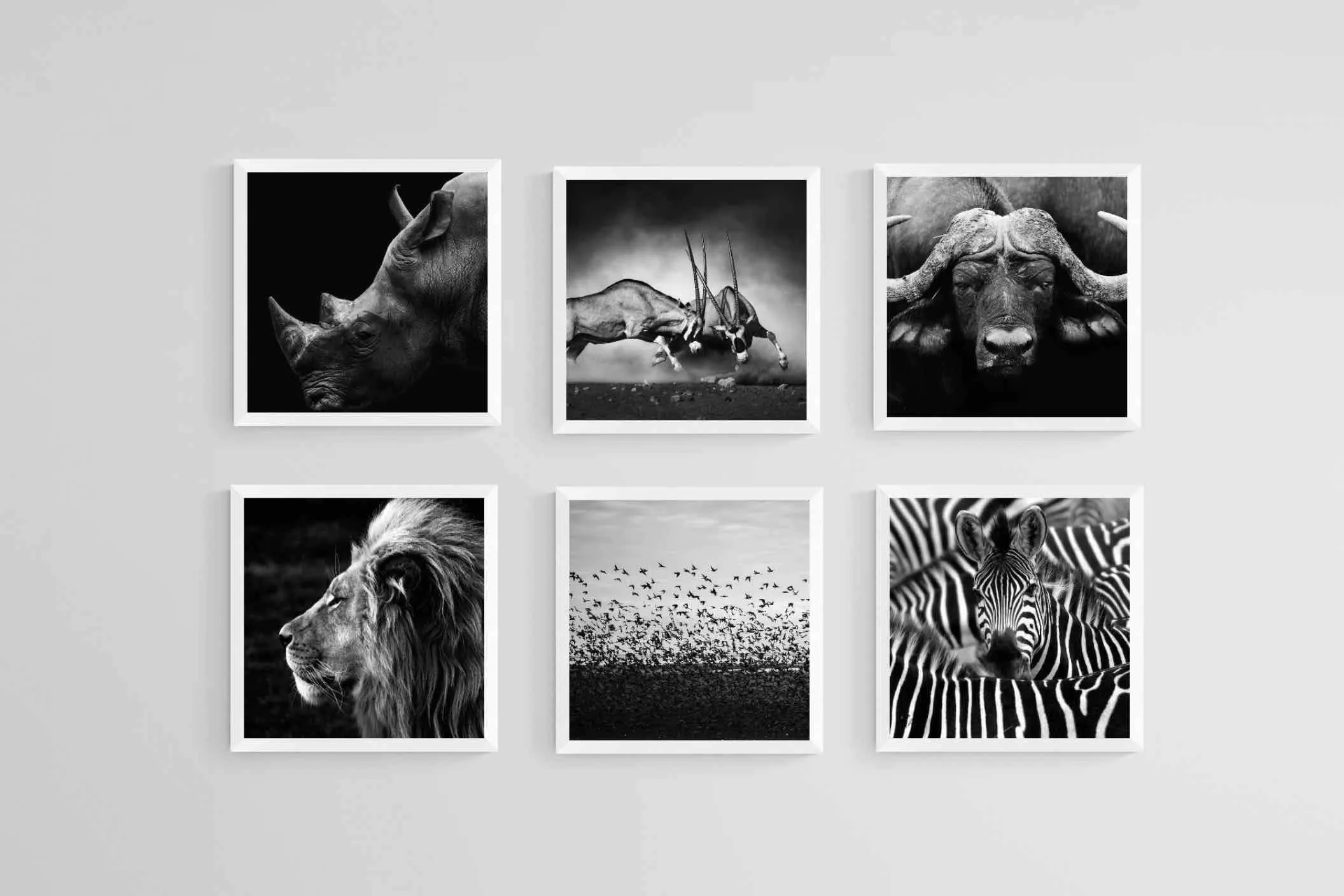 African Animals Set