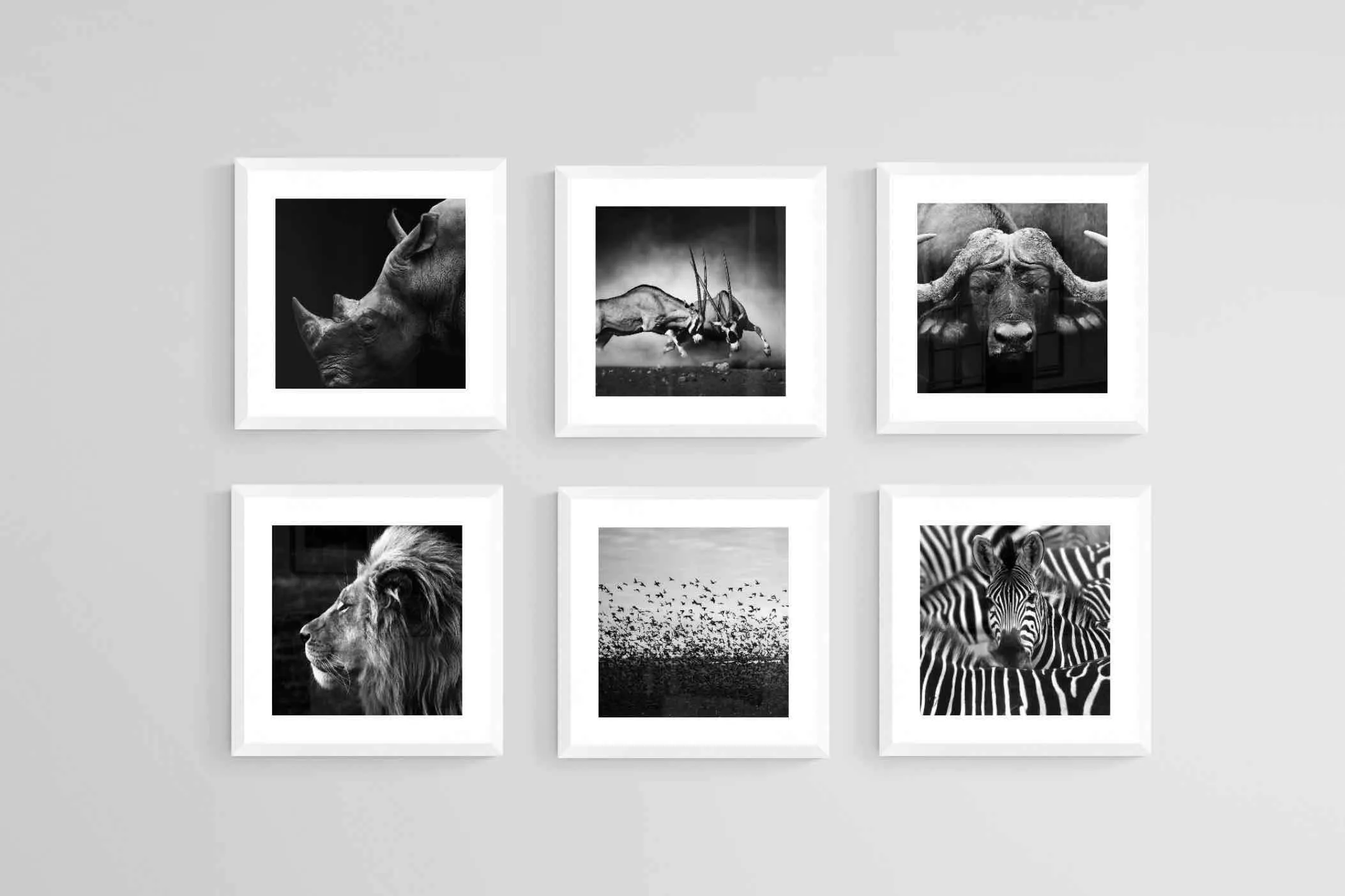 African Animals Set