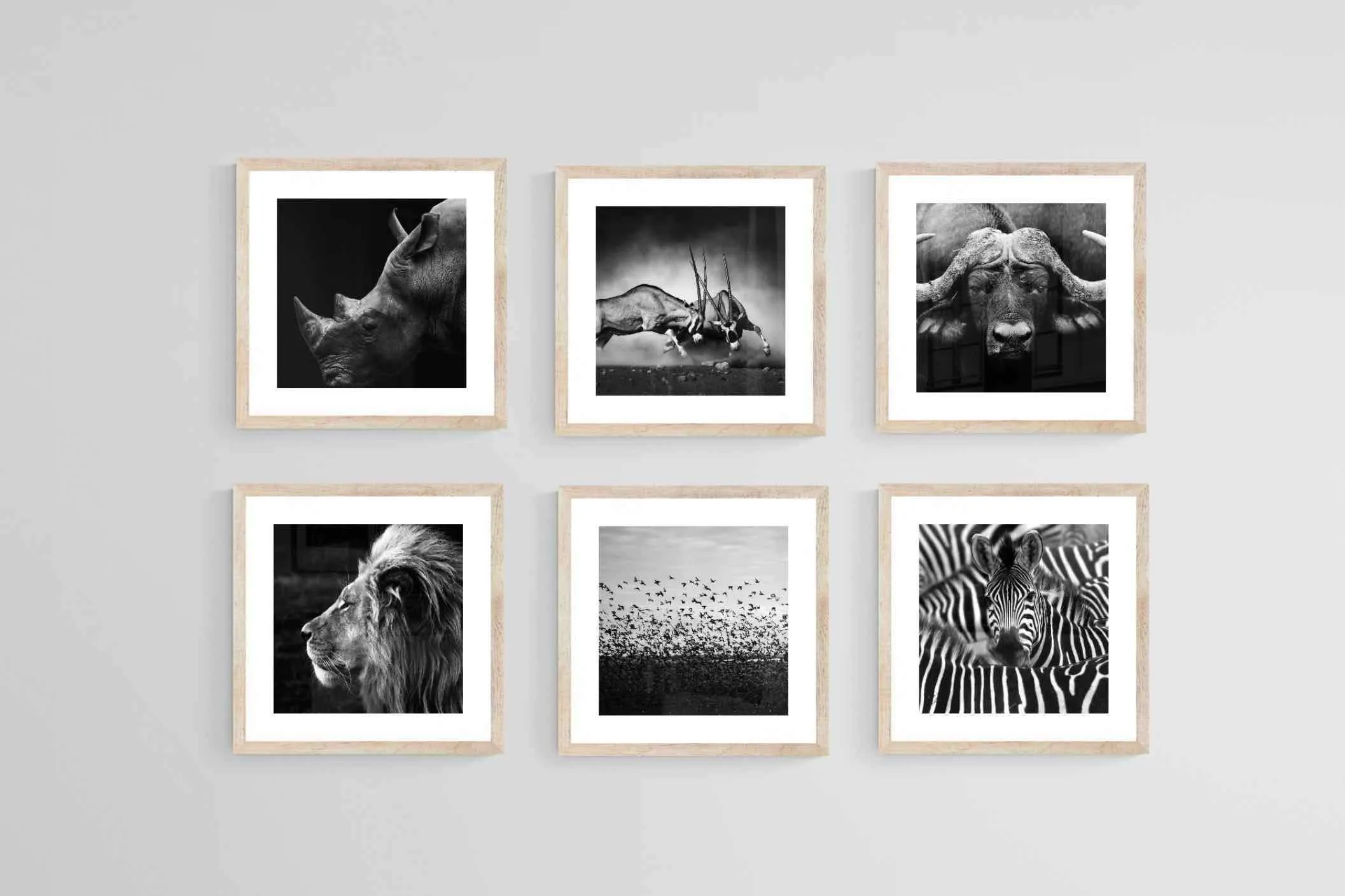 African Animals Set