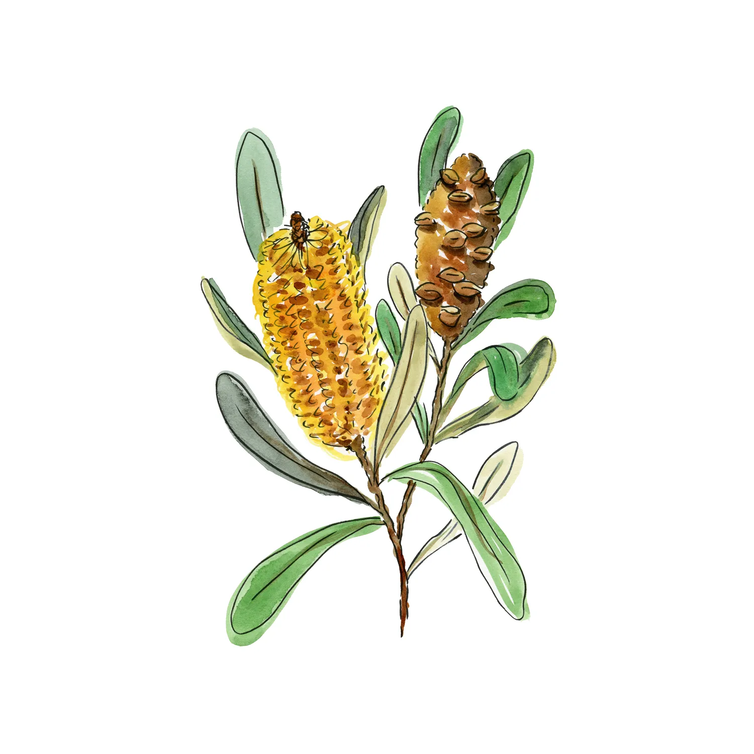 Banksia Spinulosa , By Jessie Mitchelson