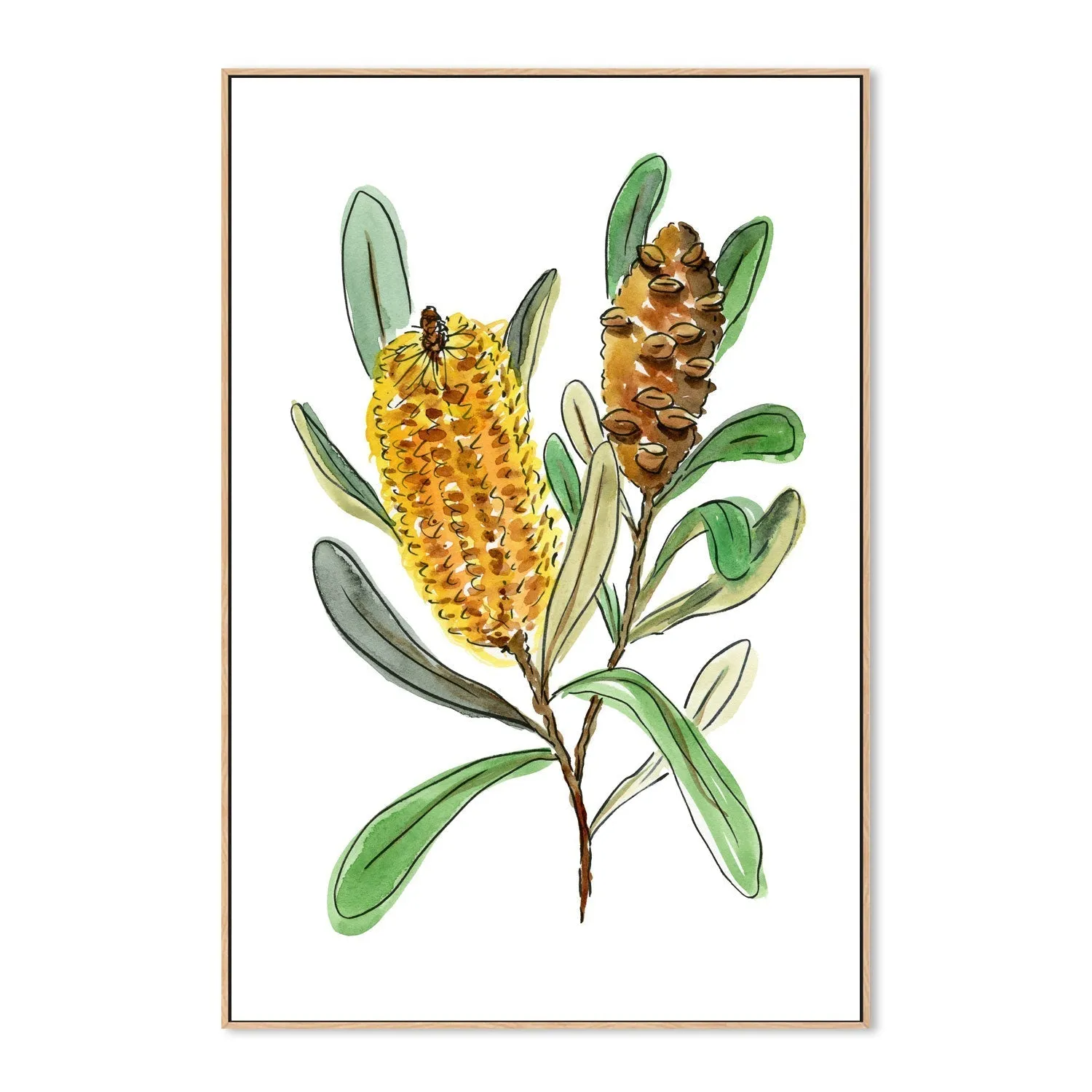 Banksia Spinulosa , By Jessie Mitchelson