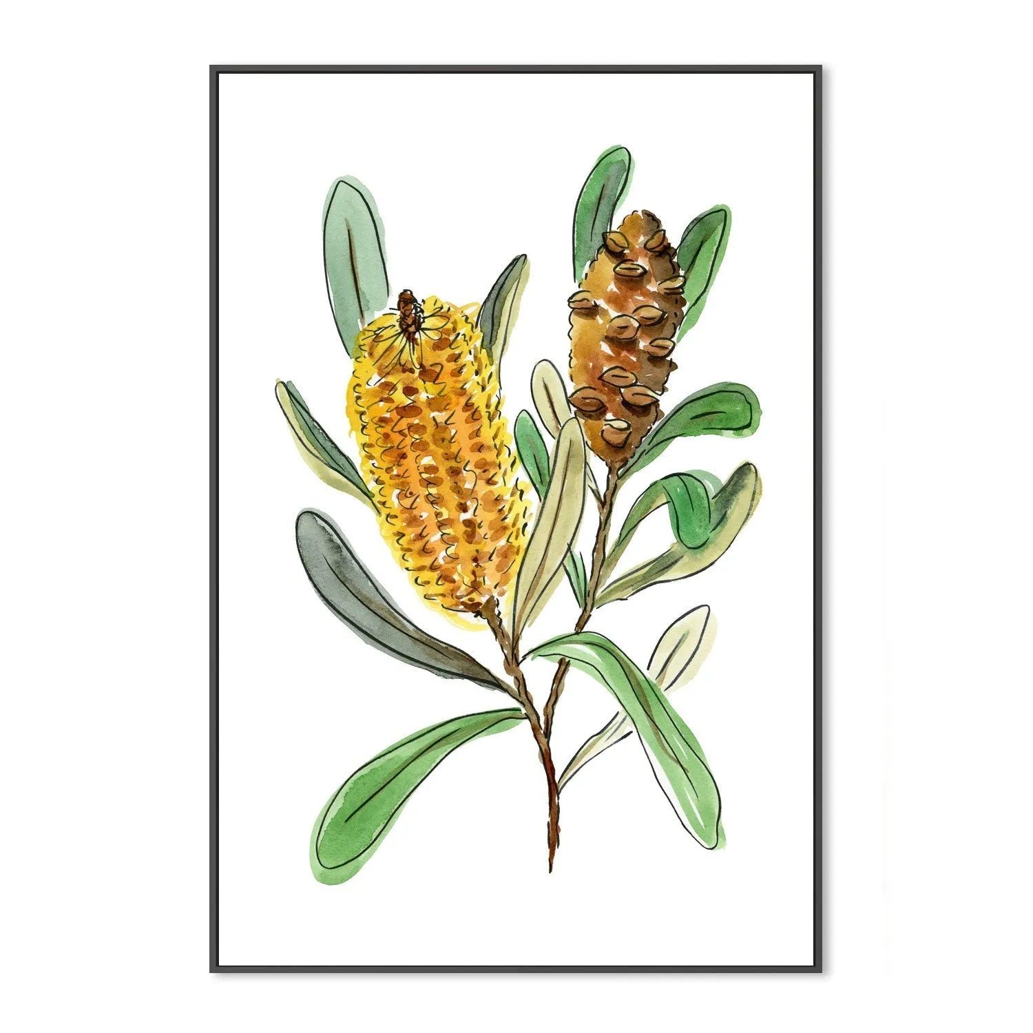 Banksia Spinulosa , By Jessie Mitchelson