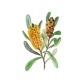 Banksia Spinulosa , By Jessie Mitchelson