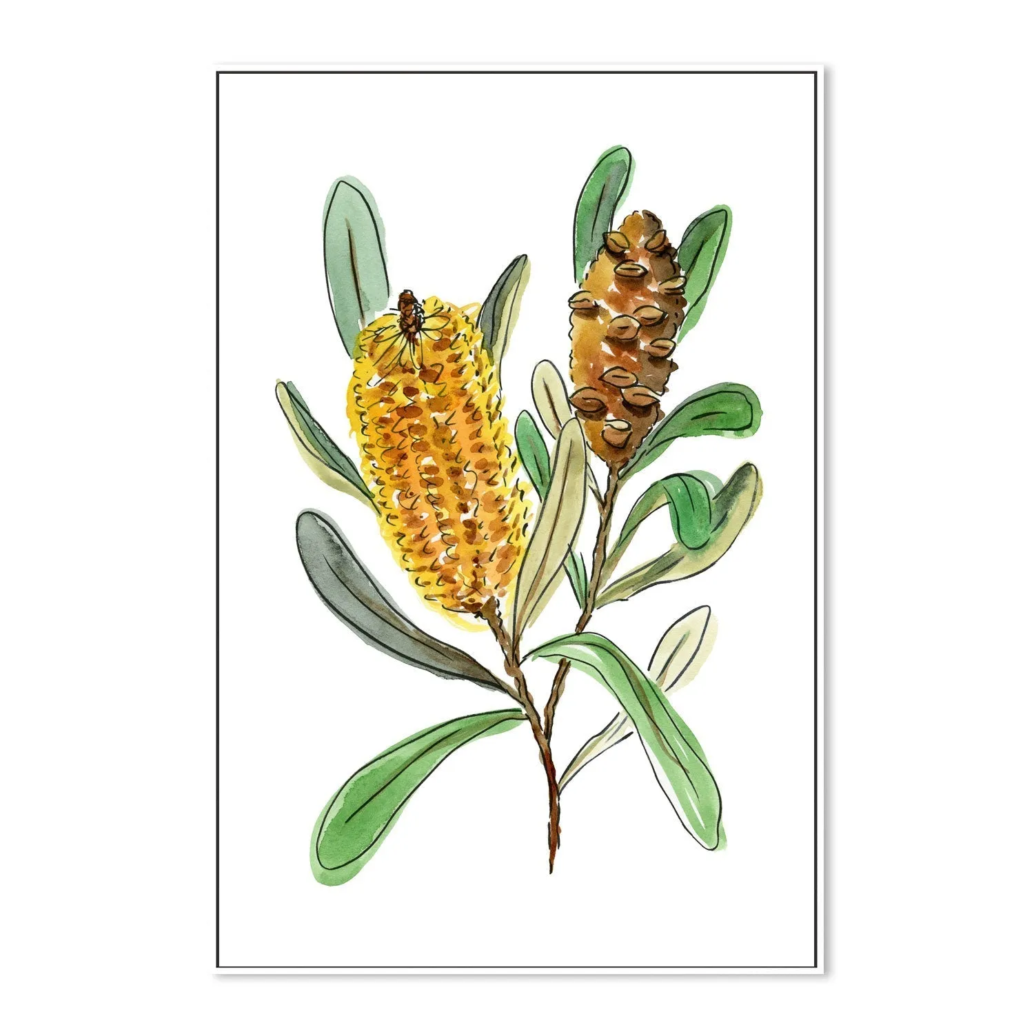 Banksia Spinulosa , By Jessie Mitchelson