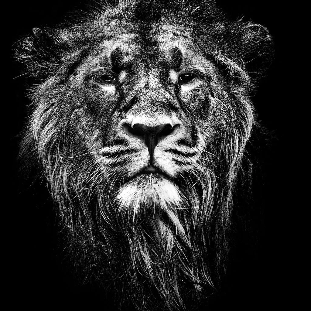 Black and White Lion Portrait