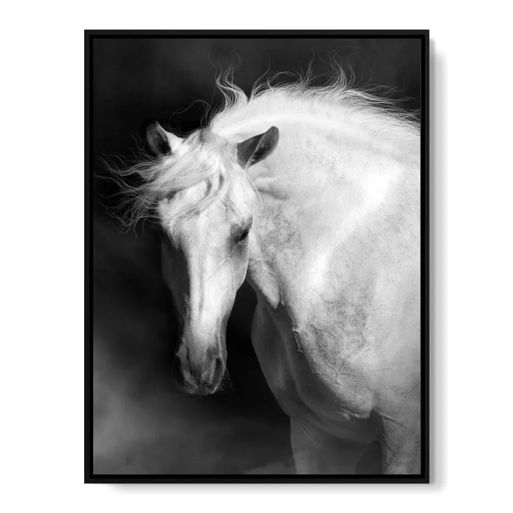 Black and White Majestic Horse