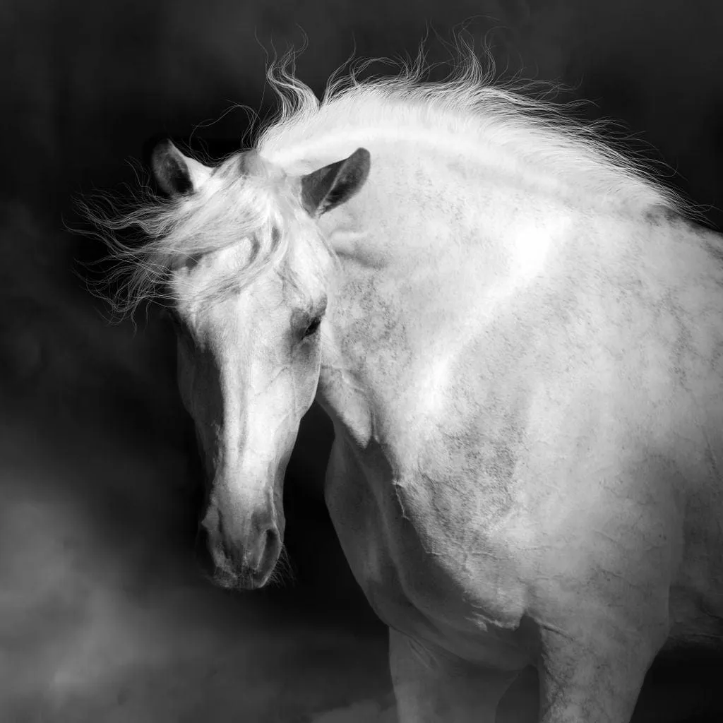 Black and White Majestic Horse