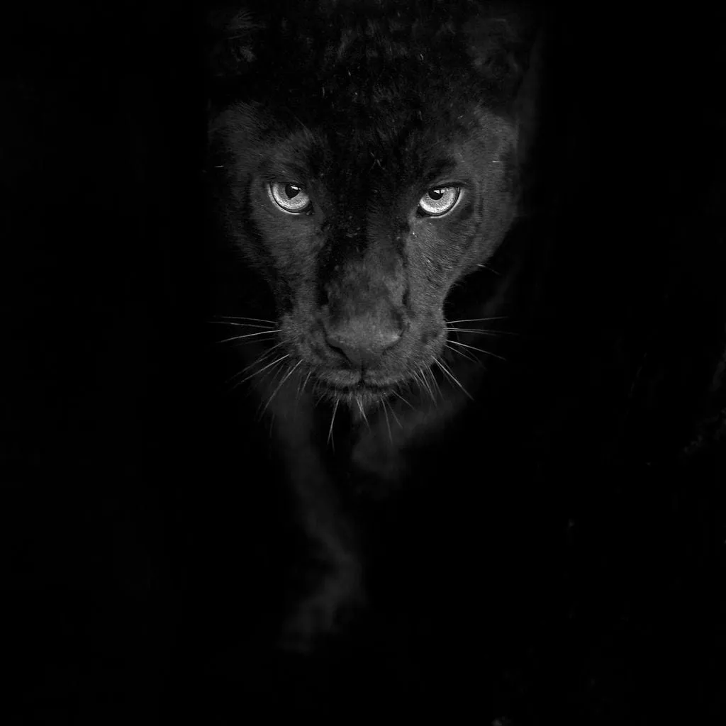 Black and White Panther