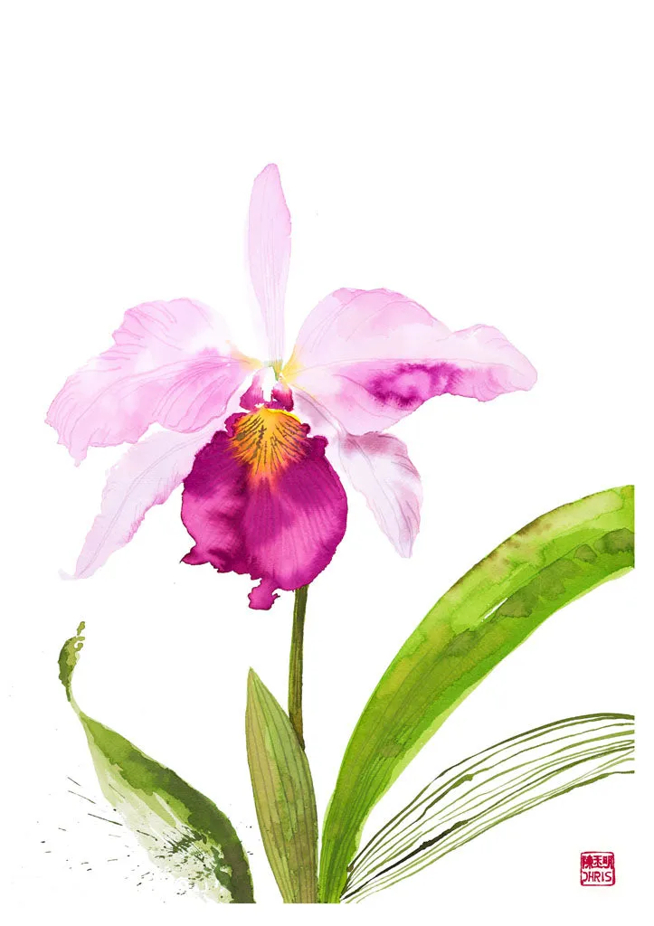 Cattleya Trianae Orchid