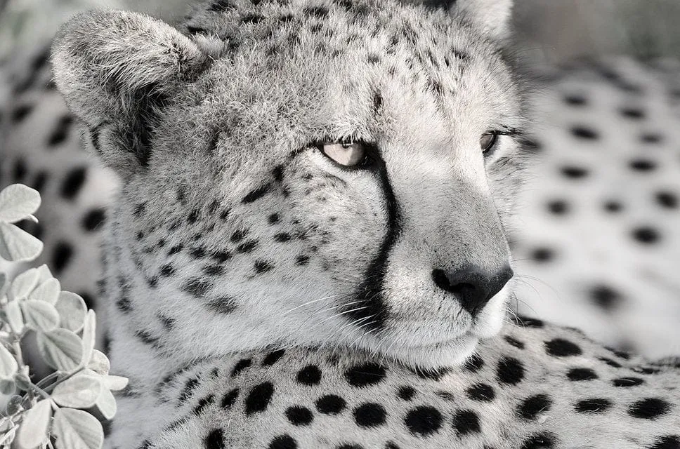 Cheetah Glare