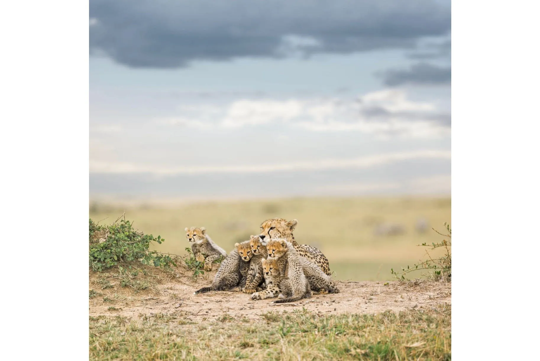 Cheetah Parenting