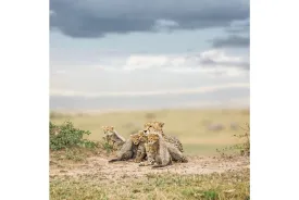 Cheetah Parenting