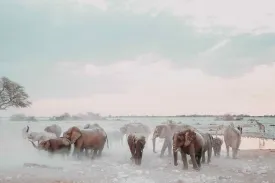 Etosha