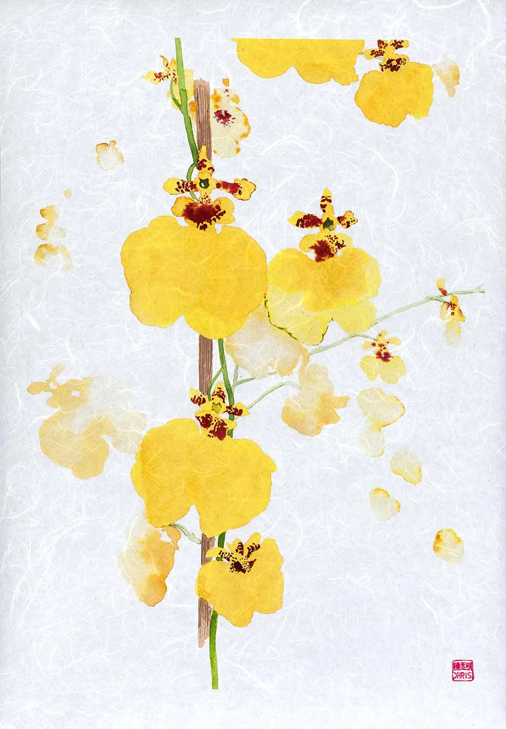 Oncidium Sweet Sugar Orchid