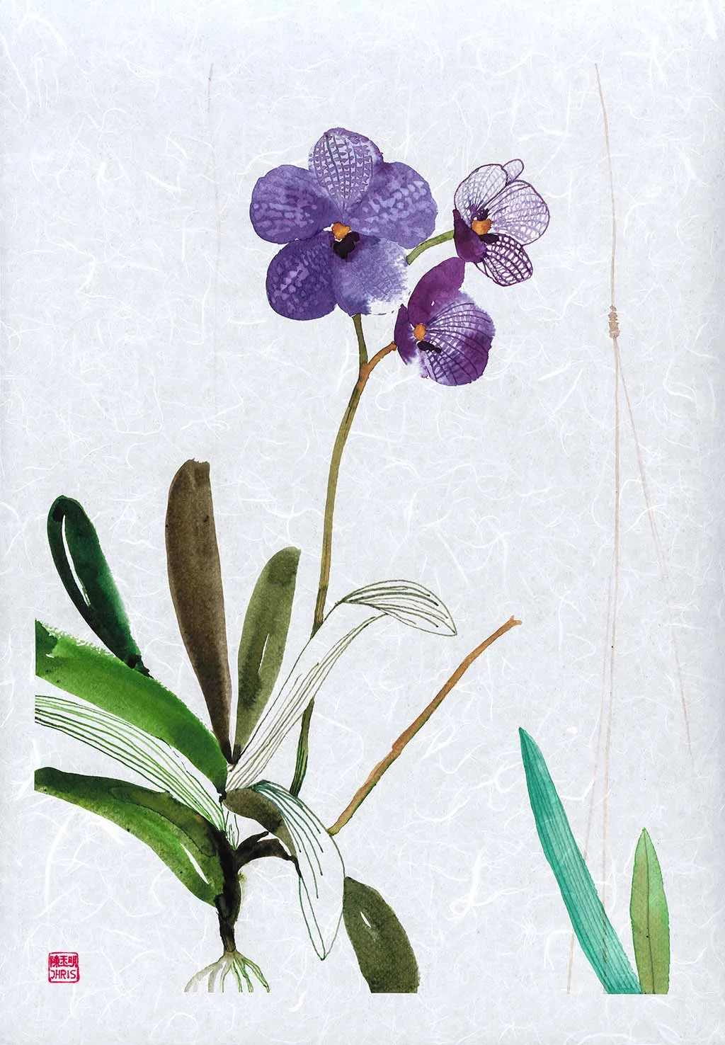 Vanda Sansai Blue Orchid